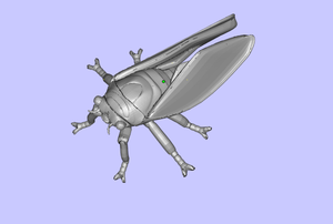 cicada (2)