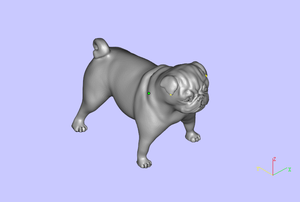 English bulldog